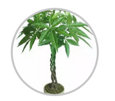 綠植搭配也有講究！